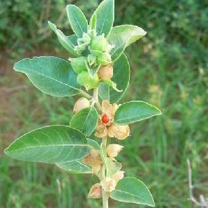 Ashwagandha Extract