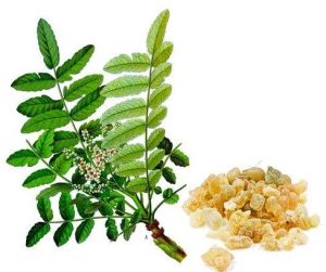 Boswella Serrata Extract