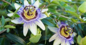 Passion Flower Extract