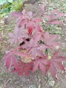 CHERRY BLOSSOM PLANT