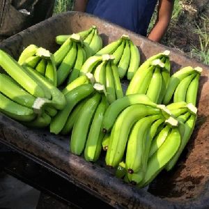 Fresh Cavendish Banana