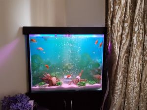 Square Shape Fish Aquarium Tank