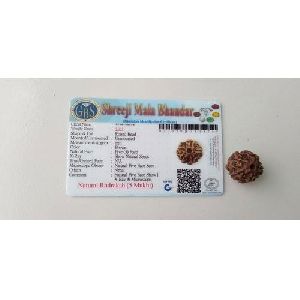 5 Mukhi Rudraksha Beads