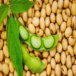 Soybean