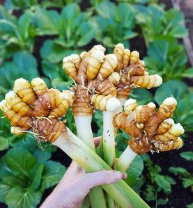 turmeric finger ( raw)