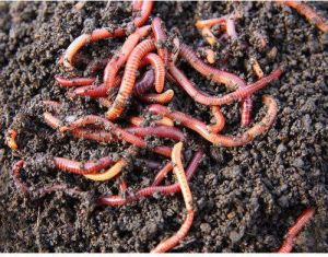 Warthworm Fertilizer