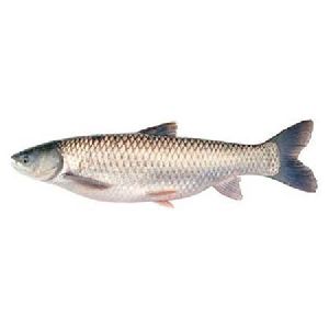 mrigal fish