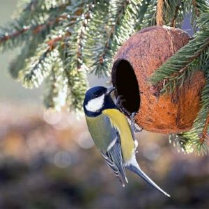 Coconut Shell Bird Feeder