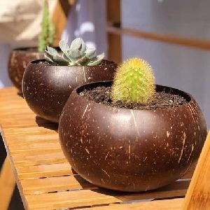 Coconut Shell Plant Pot