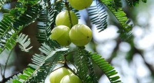 Indian Gooseberry Plants