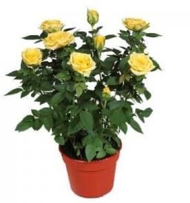 Yellow Rose Plant