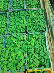 Papaya Plant