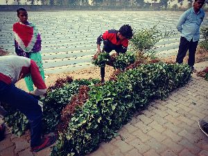 Rania Strawberries plants