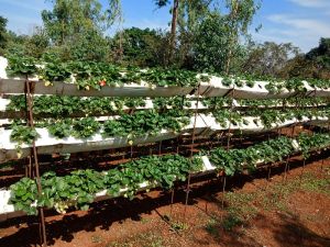 Winterdown Strawberries plants