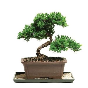 Bonsai Plants