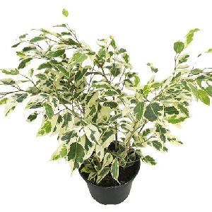 Ficus Benjamina Plant