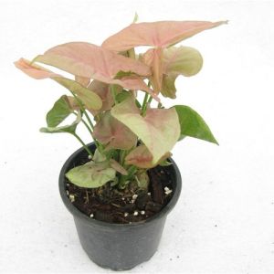 Syngonium Pink Plant