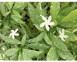 Chandni Variegated Plant