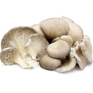 Fresh Oyster Mushroom