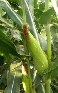 whole Corn Plant