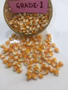 Dried Maize Seeds