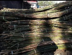 Rattan Cane Raw Material