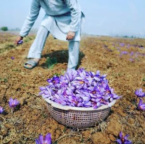 Saffron Flower