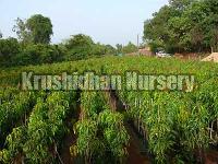 Mango Plants