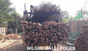 nilgiri balli poles