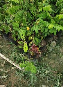 Star Fruit Plant