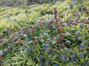 Sundari Apple Ber Plant