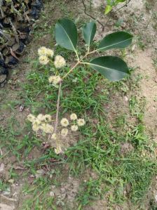 Thai Black jamun plant