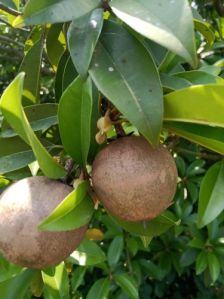 Thai Chiku Plant