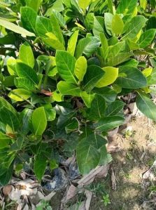 Thai Jackfruit Plant