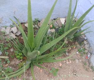 Aloe Vera Baby Plant