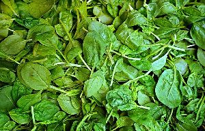 Fresh Spinach