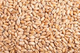 indian wheat seeds