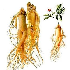 Panex Ginseng Roots