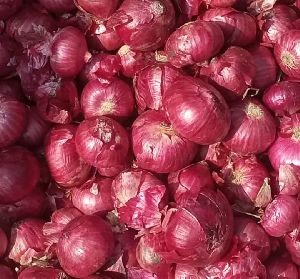 Red Onion