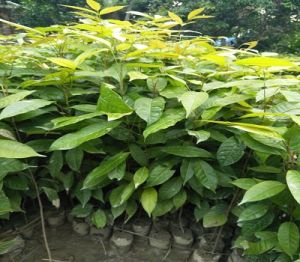 mahogany plants