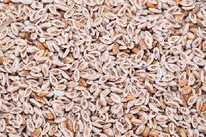 Psyllium Seeds