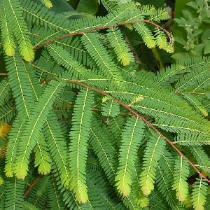 amla leaves