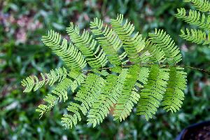 Shikakai Leaves