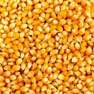 Yellow Maize