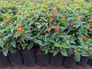 Lantana Live Plant