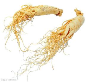 Korean Panax Ginseng