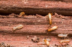 termite pest control service