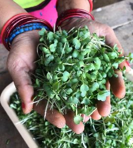 Vegetable Seeds