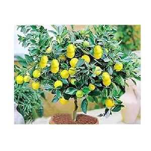 Kagzi Lemon Plant Tree