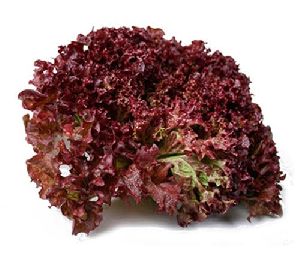 lollo rosso lettuce